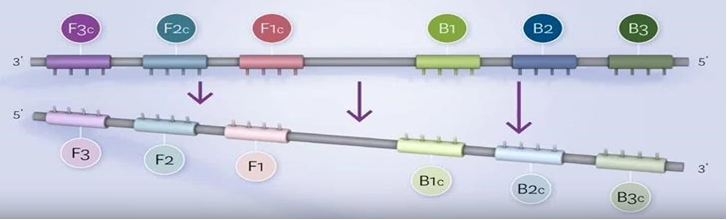 quá trình nhân bản DNA theo công nghệ LAMP